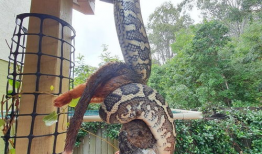 入腹视频,揭秘人体内部神秘世界